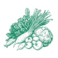 Dekorative Kräuter-Illustration